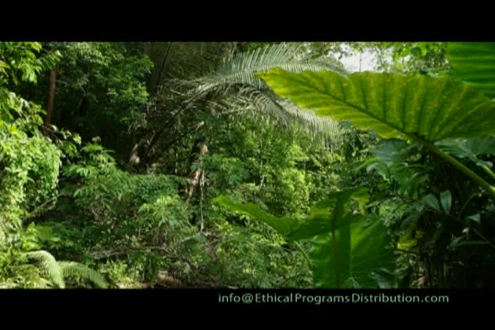 Focal Point Earth- Habitat Rainforest
