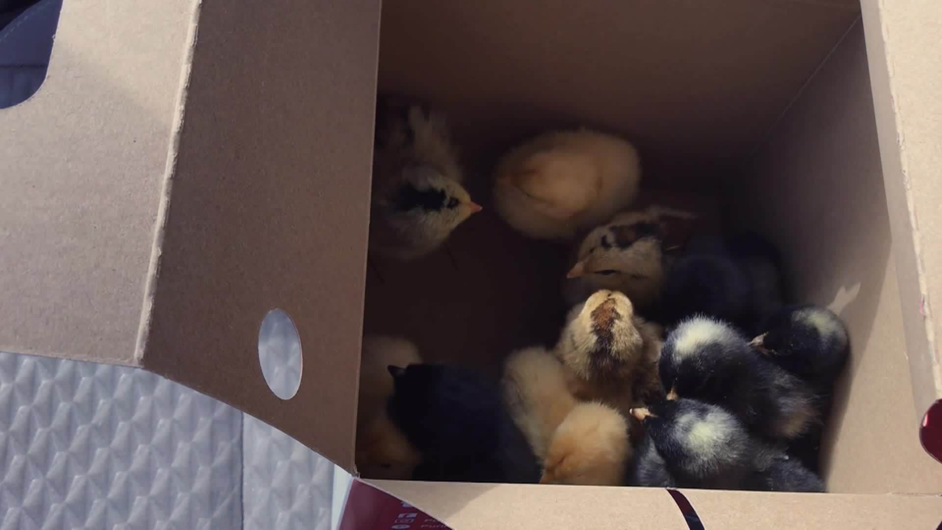 Rations - MRE Pizza, Poundcake, and Poultry