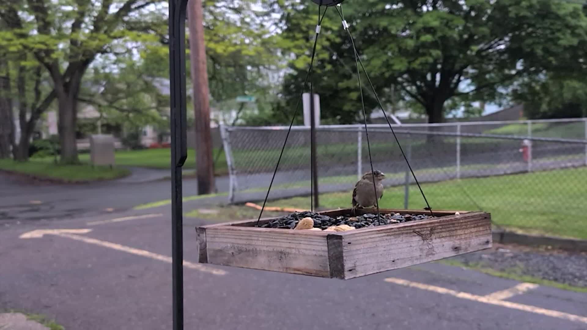 BirdTV - Early Morning Northampton Birds