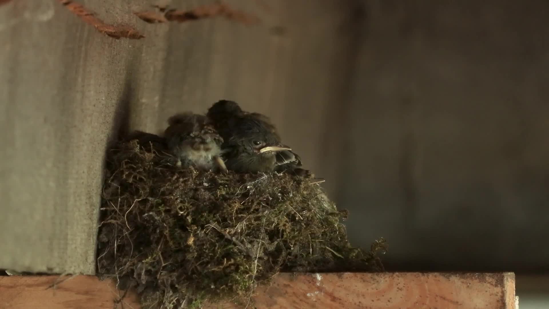 Thumbnail image for Bird TV - Monson, MA