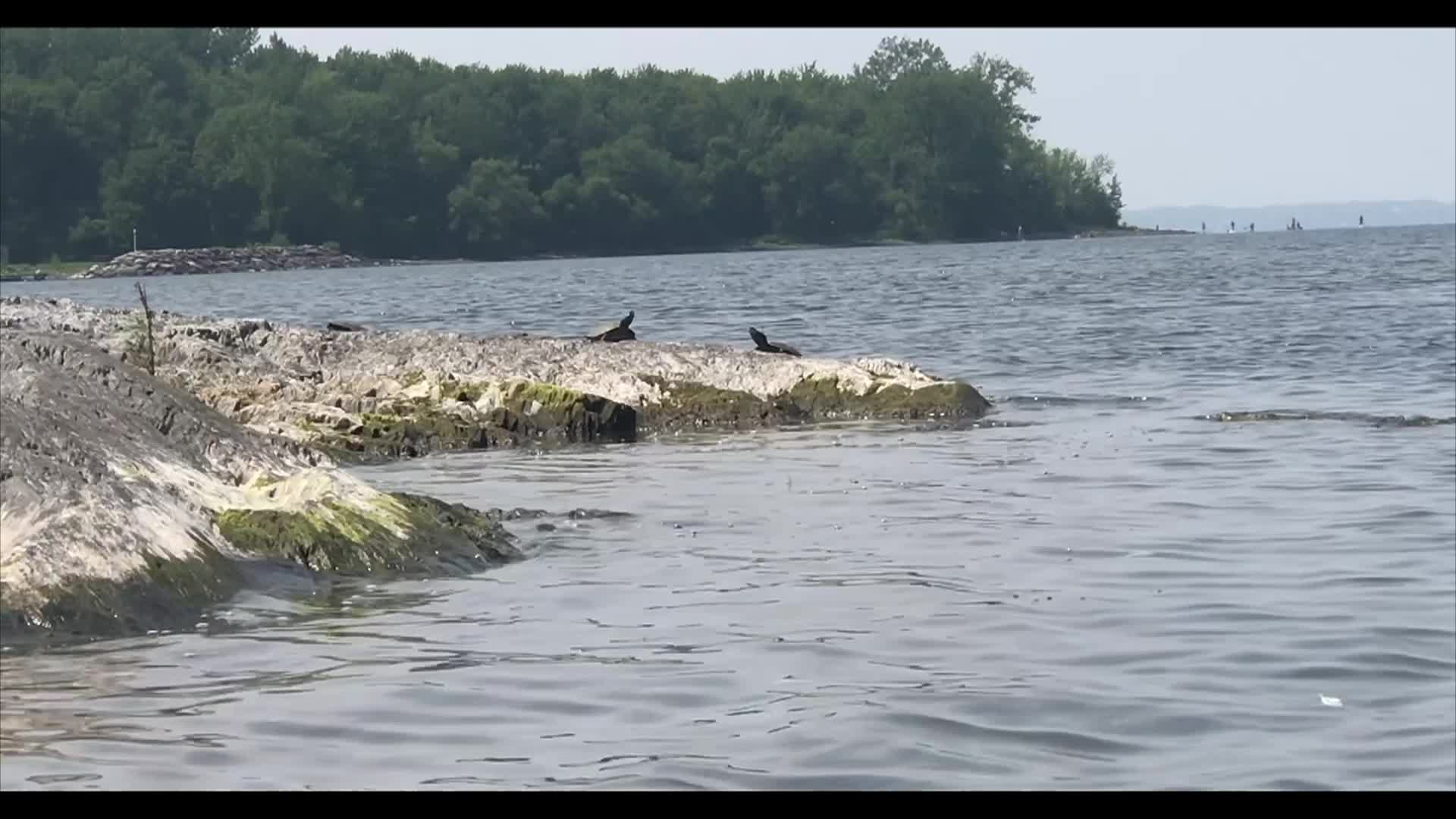 Rations - Operation Turtle Island