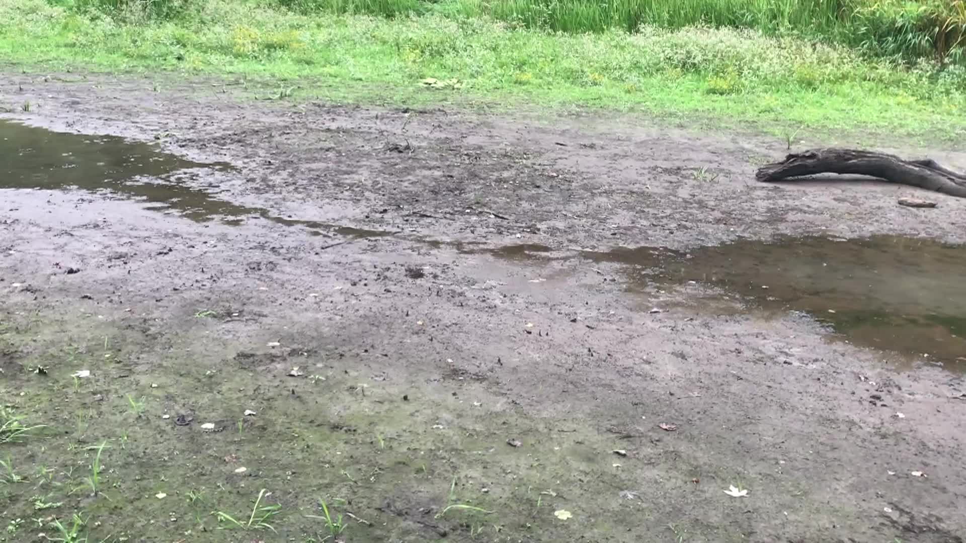 Rations - A Face-Off In The Rain
