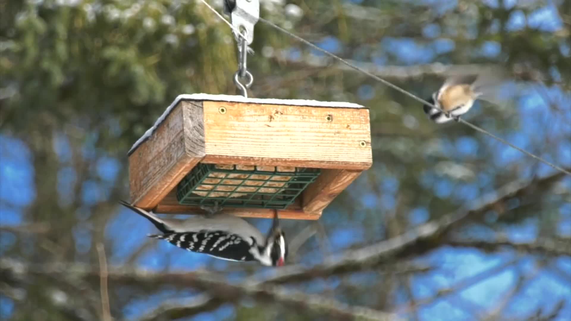 Hanging Out At The Bird Feeder