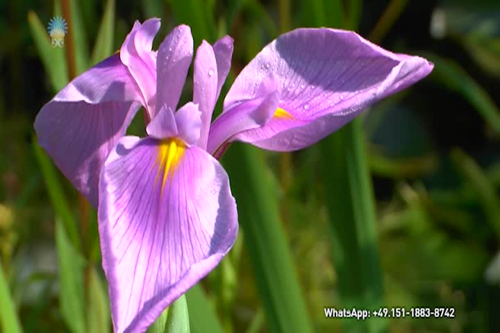 Christian Meditation - A Picture Of Health spoken by Gabriele