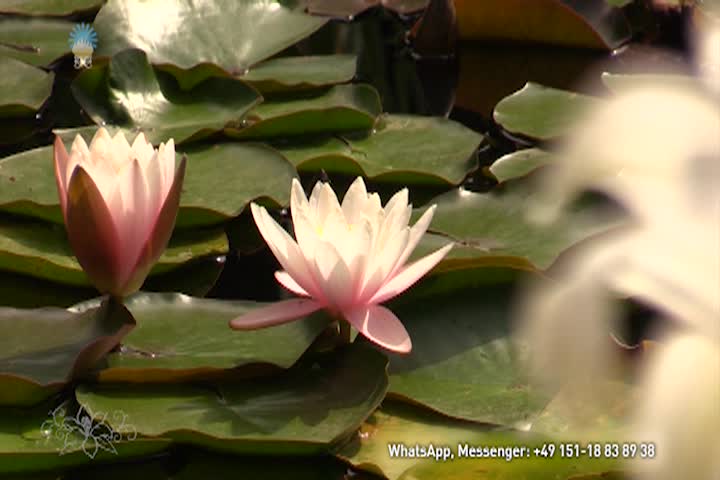 Christus - What is in our Feelings, Sensations, Thoughts, and Words?