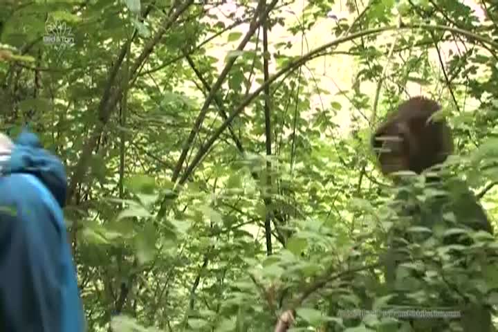 Discovering The Nature Symphony: A Walk In The Woods