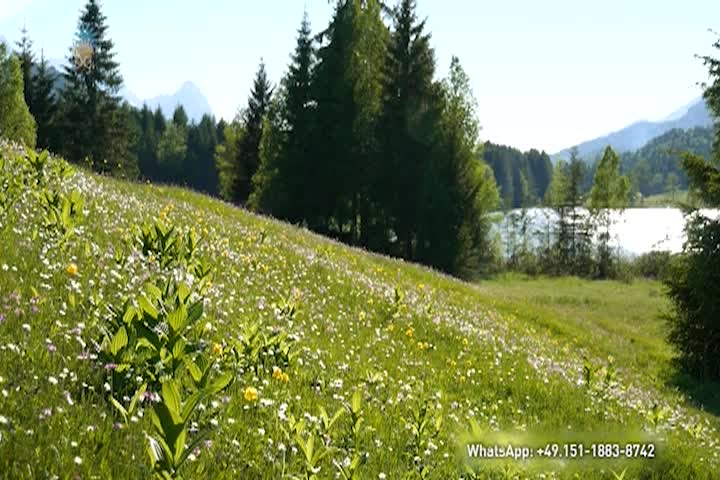 Thumbnail image for Christus - Everything Is In Bloom